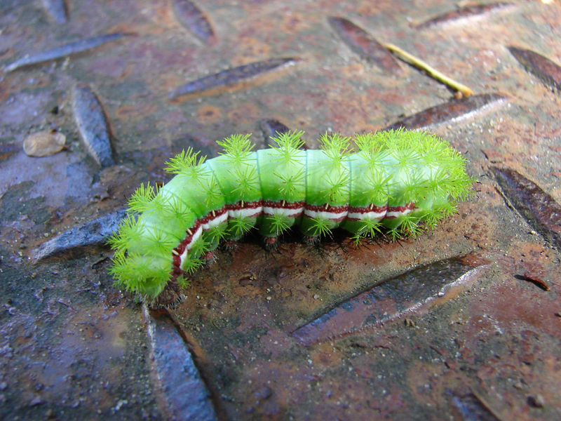 5 Things to Know About Puss Caterpillars