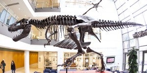 "Bucky" the T. rex hovers over students in the lobby of the School of Sciences and Mathematics Building.