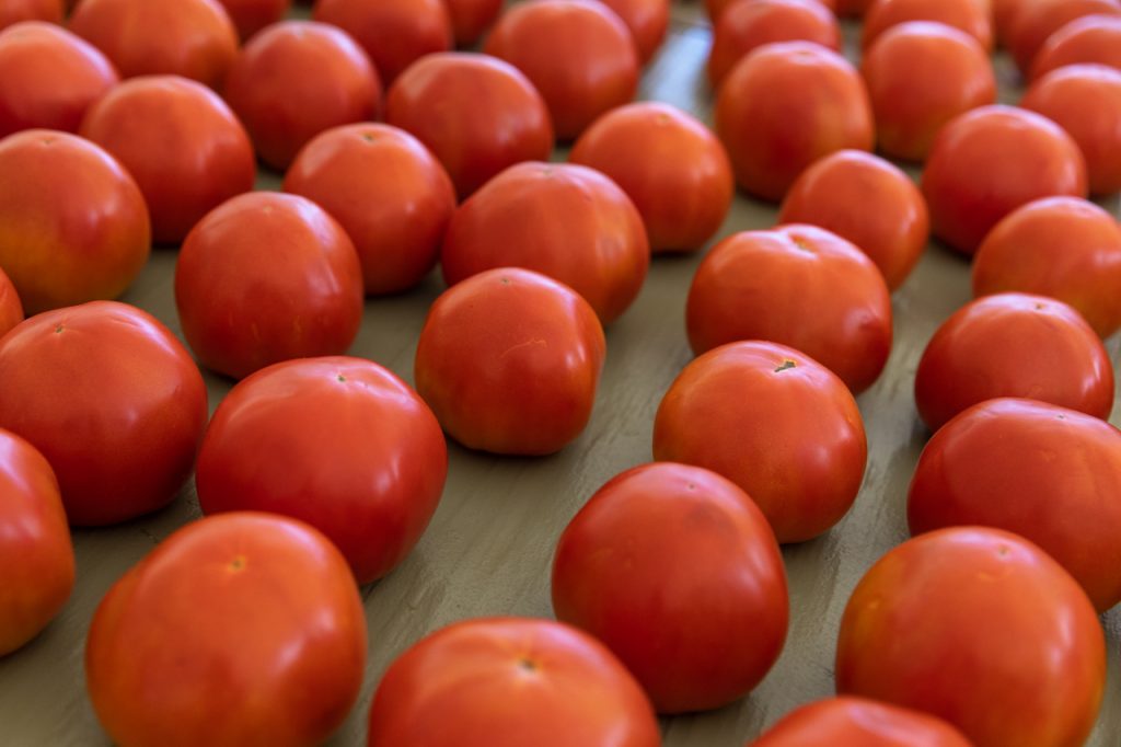 Tomatoes from Rosebank Farms.