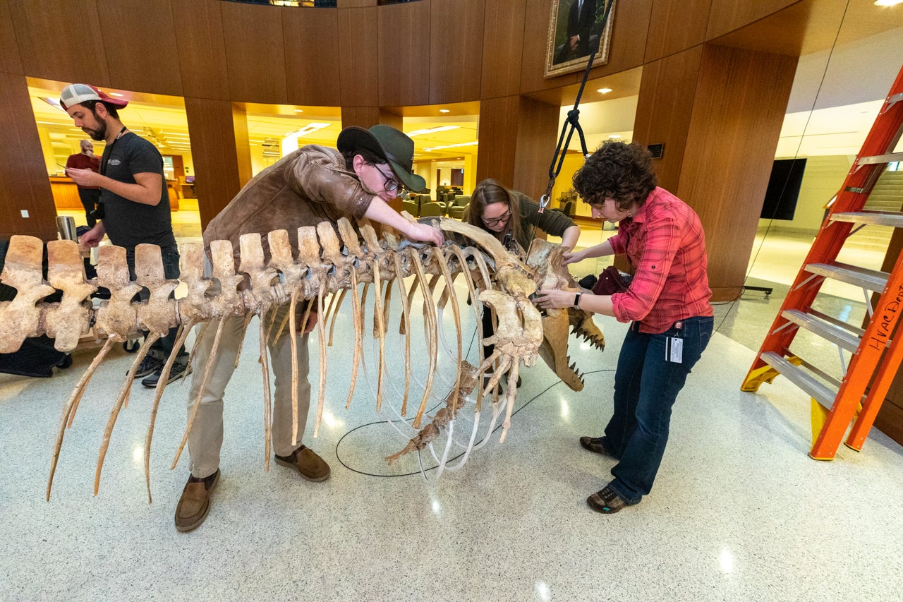 The installation of the Whale Skeleton in the Addlestone Library happened on December 17, 2019.