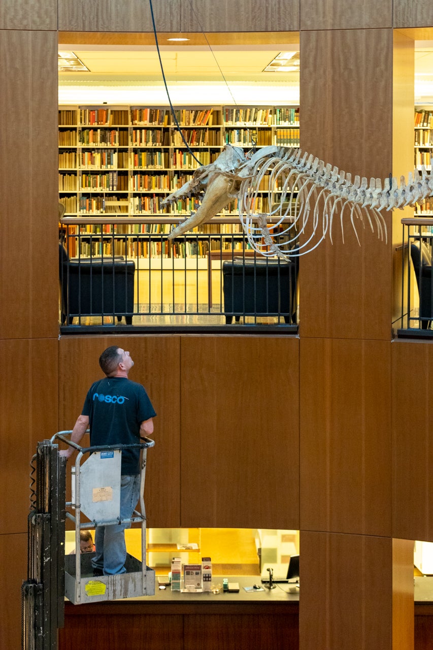 Mace Brown employees oversee the installation of the Whale Skeleton in the Addlestone Library on December 17, 2019.
