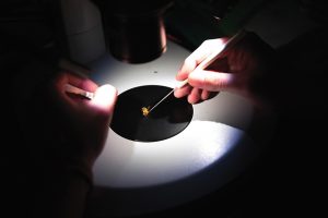 a speciman under a microscope