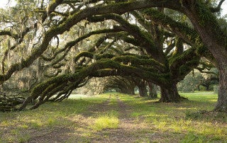oak trees at stono preserve