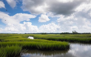 stono preserve marshlands