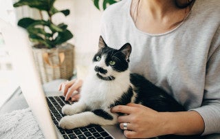 Cat on Computer