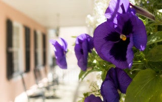 purple flowers on porch