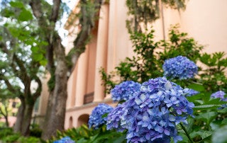 hydrangea in front of Randolph Hall