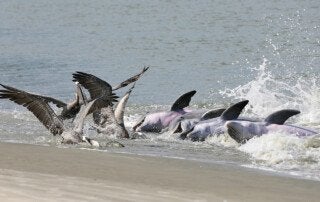 dolphins strand feeding