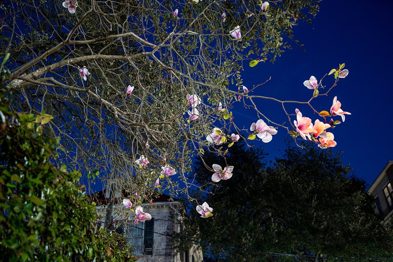 Magnolia Flowers lite up by streetlight
