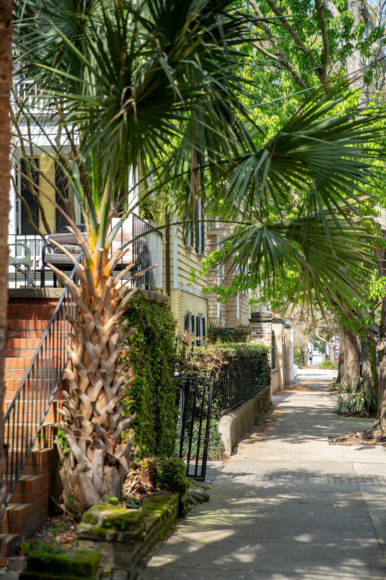 palm over Charleston sidewalk
