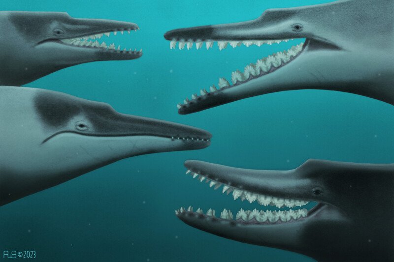 College of Charleston Researcher Uses New Fossils to Learn More About